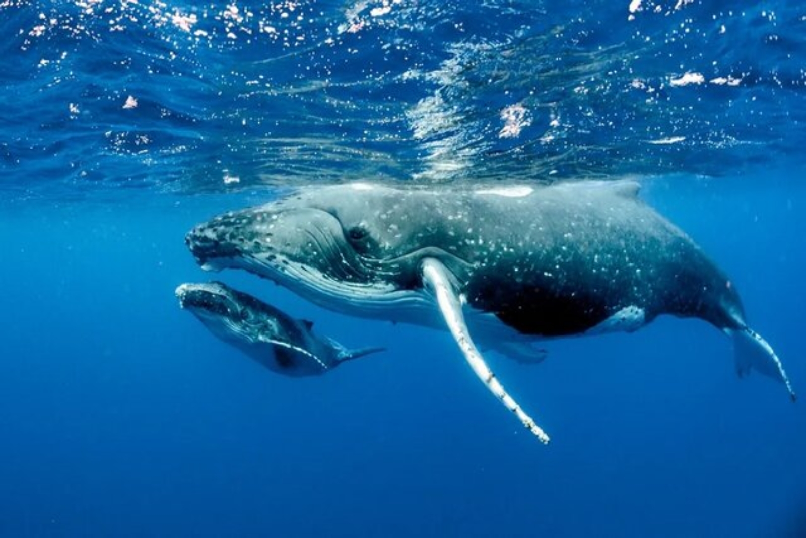 نهنگ گوژپشت کجاست؟ چطوری باهاش غواصی کنم؟