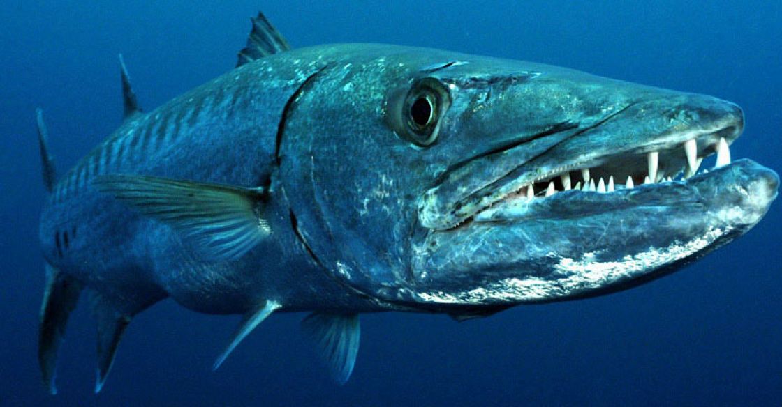 ماهی باراکودا