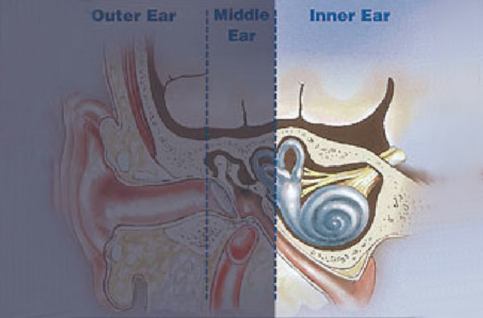 آناتومی گوش خارجی