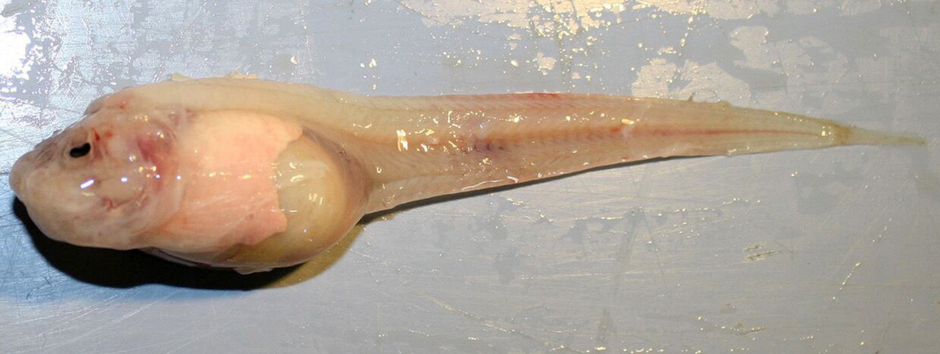 حلزون ماهی