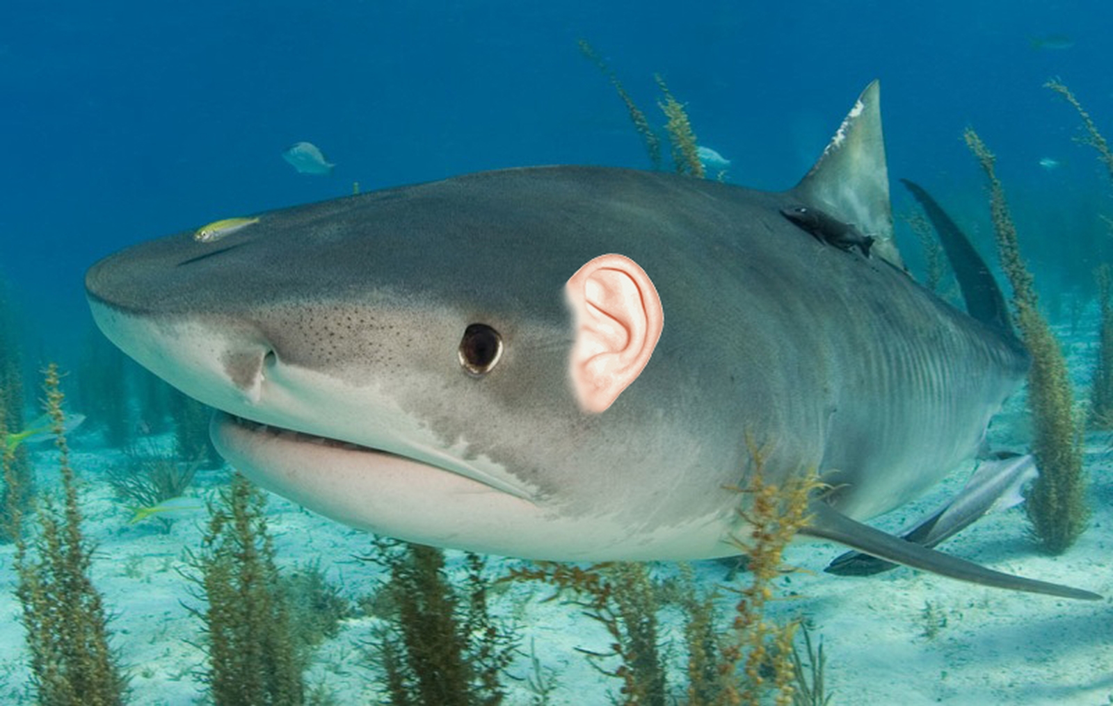 Пресноводная рыба похожая на тигровую акулу