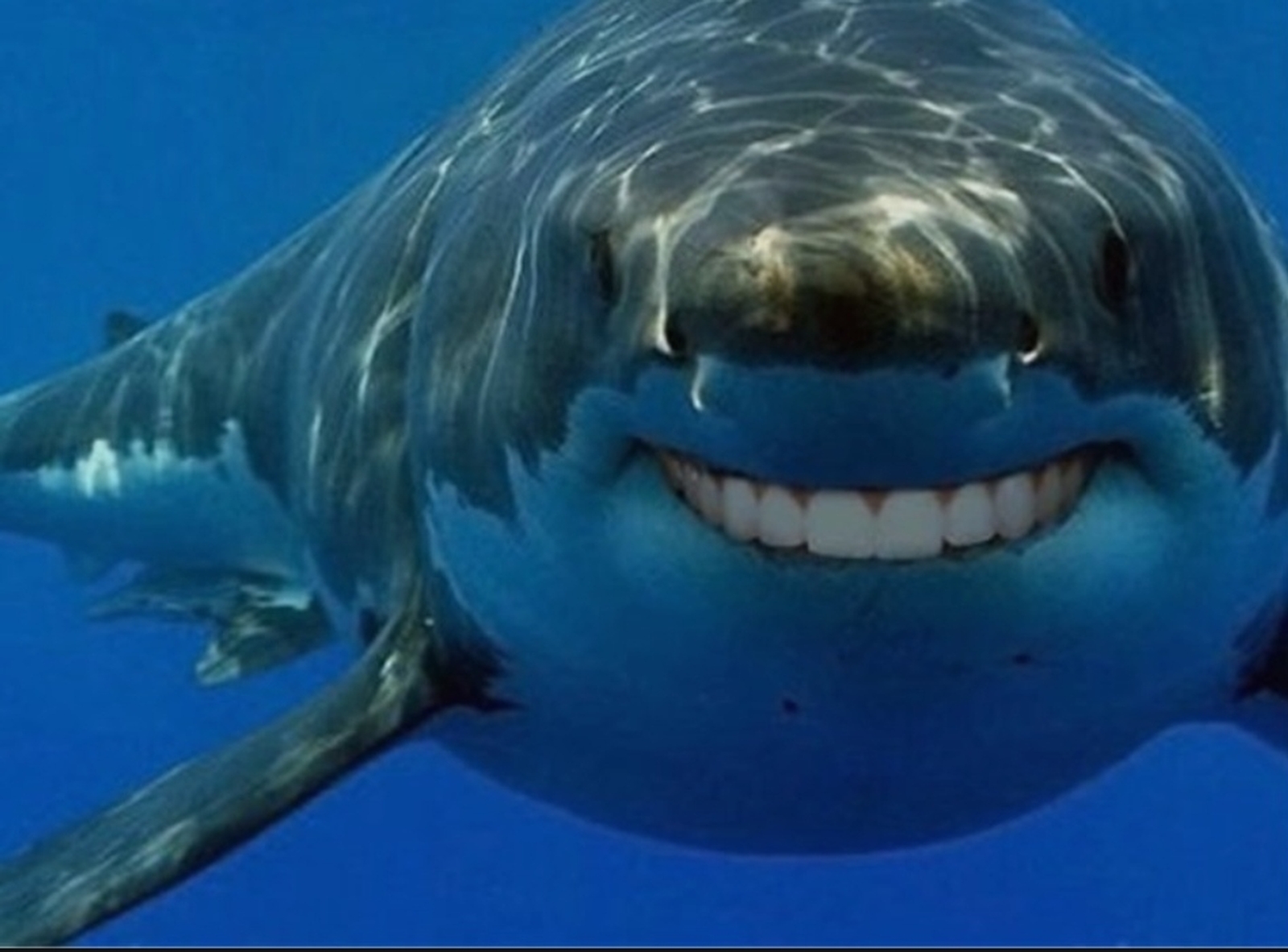 بویایی و چشایی کوسه‌ها