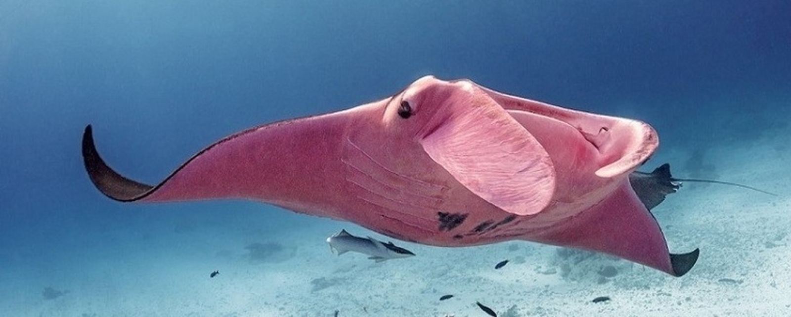 سفره‌ماهی‌ها