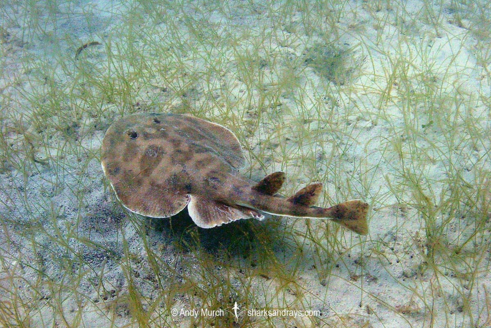 سفره‌ماهی‌ برق دار