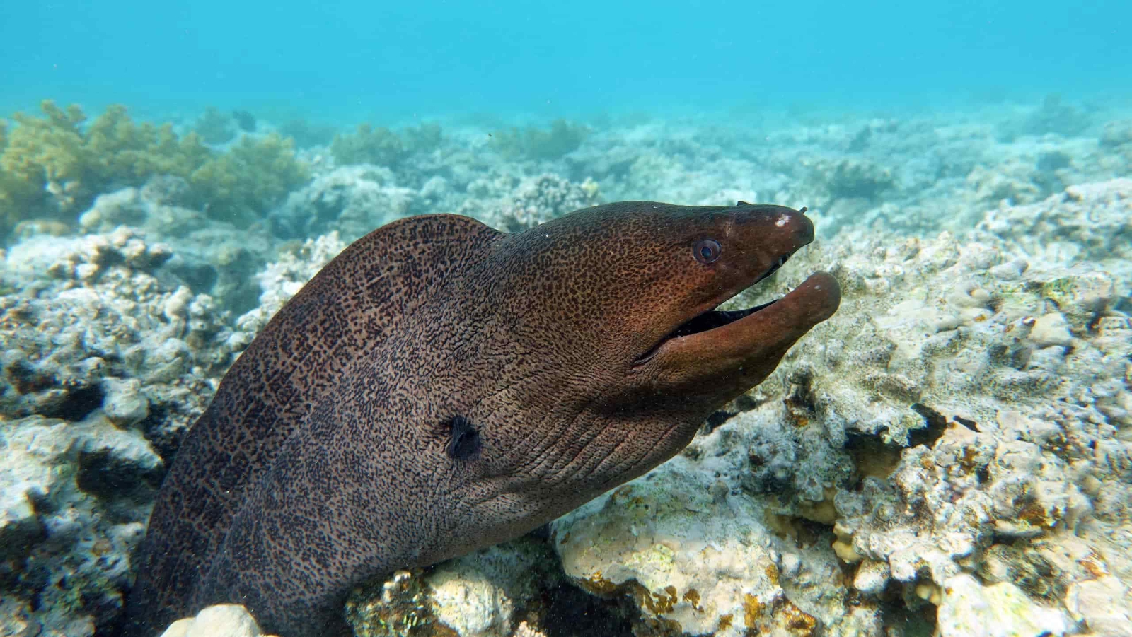 مارماهی دریایی