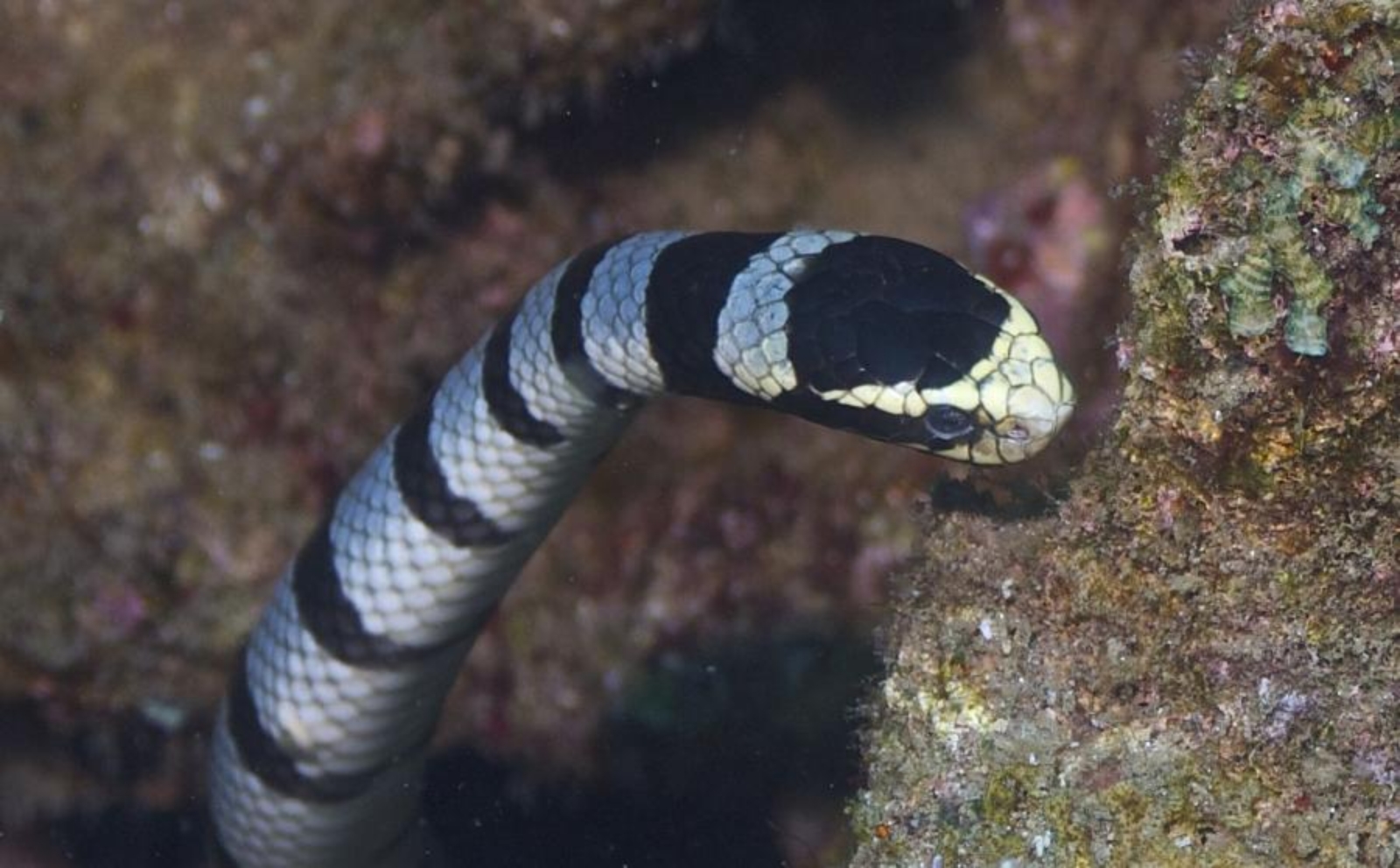 مار دریایی (SEA SNAKE)