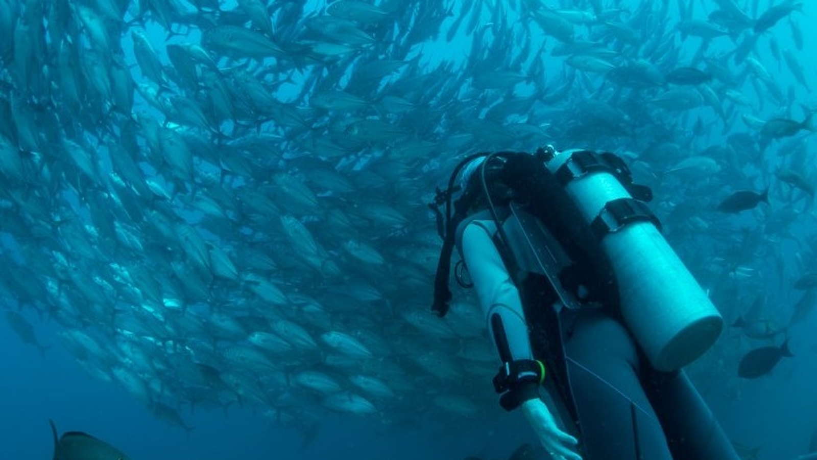 7 نکته که قبل از شروع غواصی باید بدانید