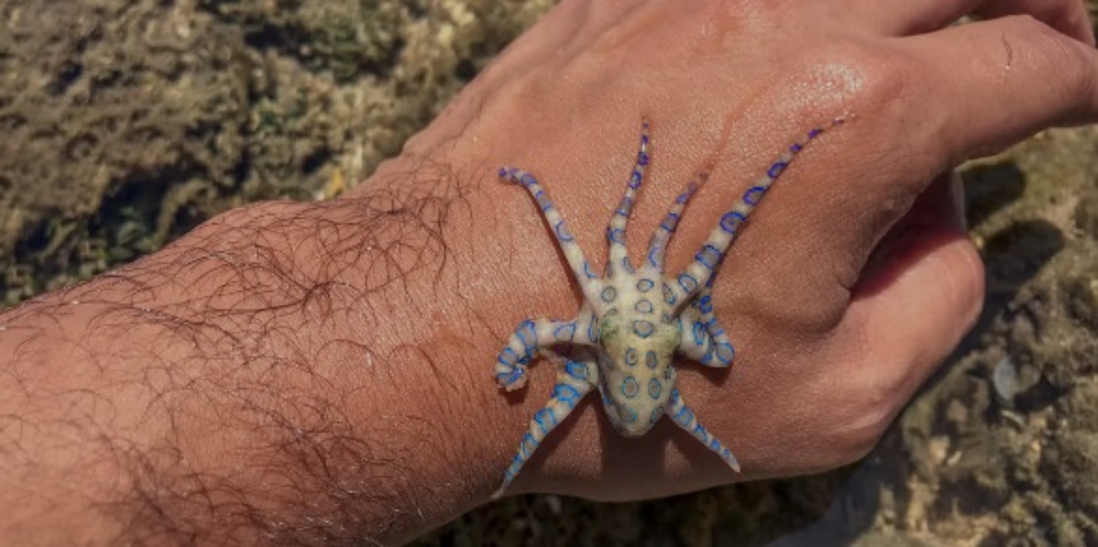 اختاپوس حلقه آبی {از سمی‌ترین موجودات دریا}