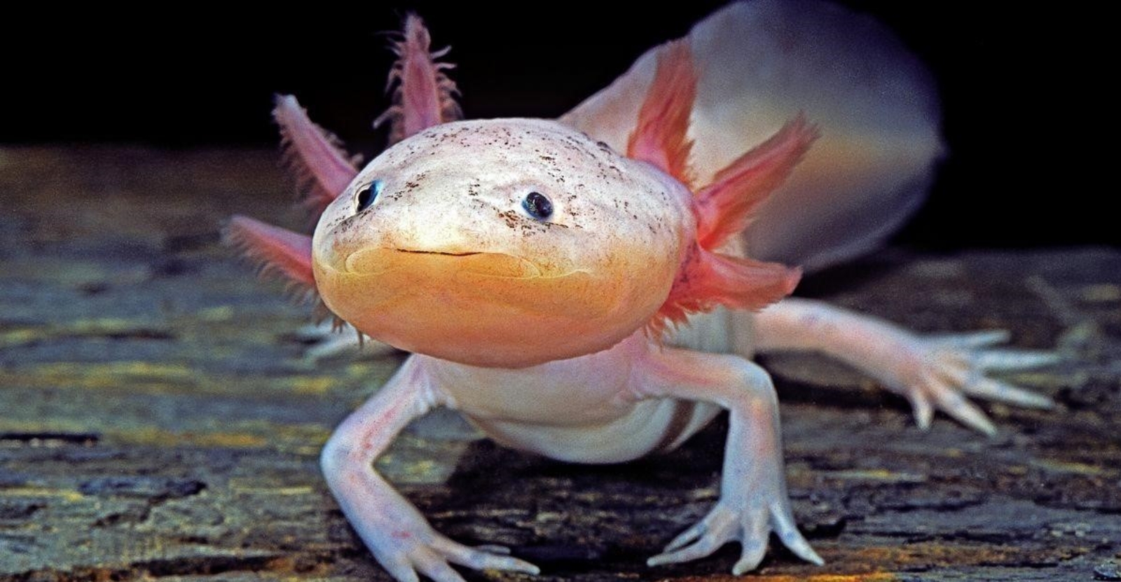 اکسولوتل‌ها ماهی‌های پادار (سمندر مکزیکی)