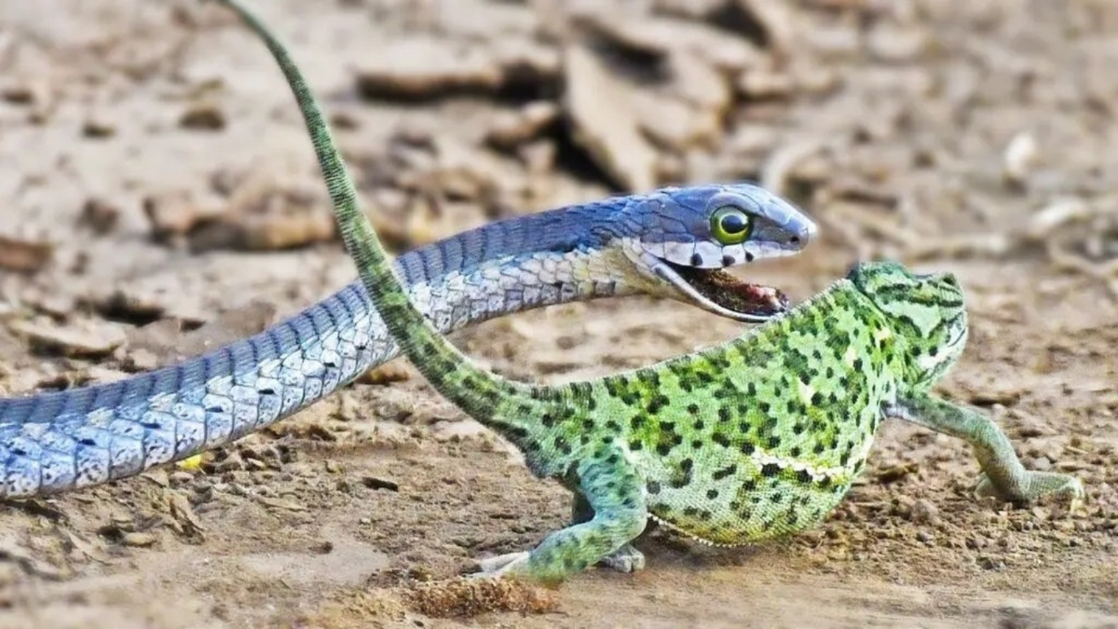 آفتاب پرست یا ایگوانا این حیوان شگفت انگیز.